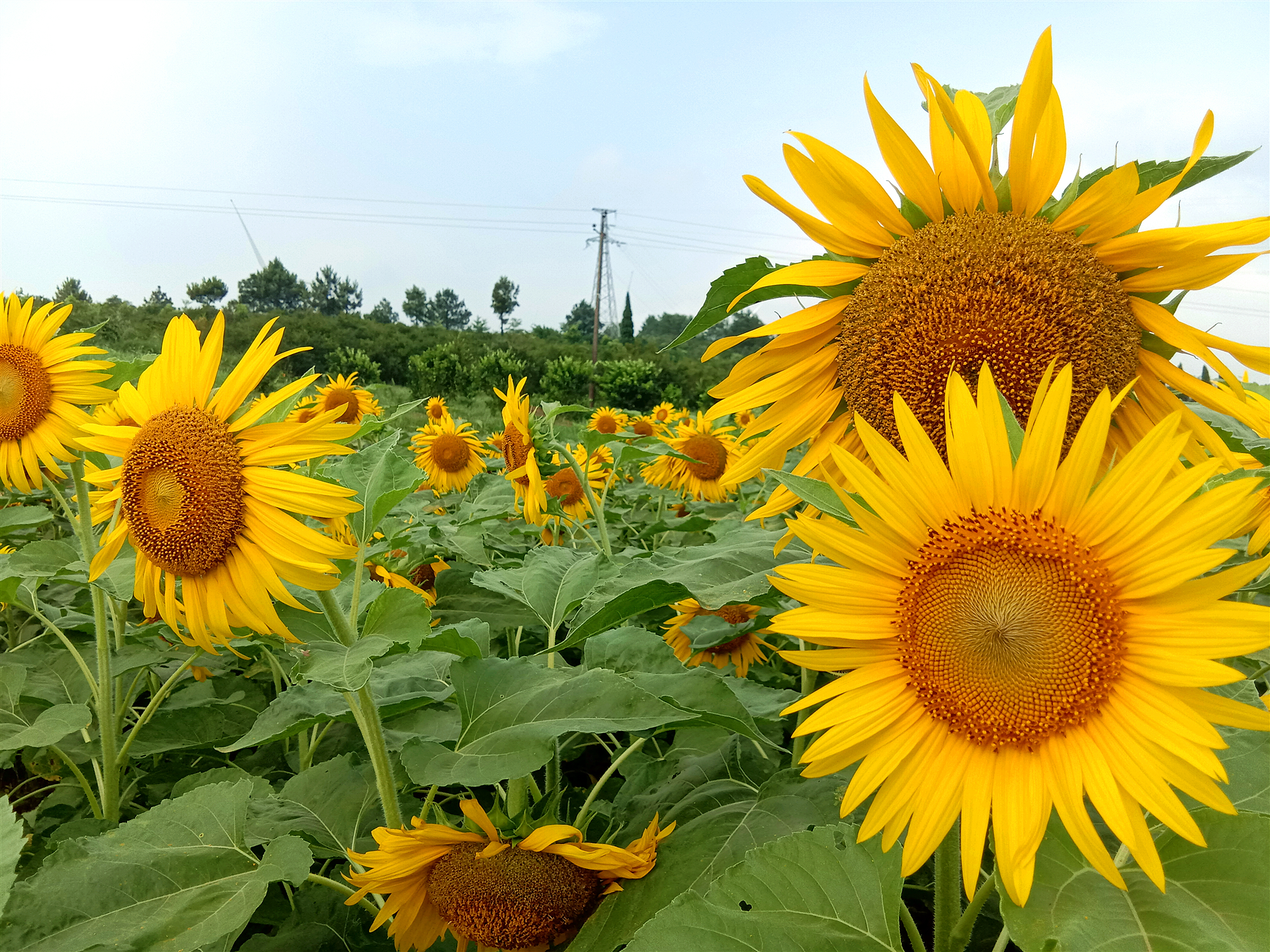 夏日有趣①一片向日葵的乡村展