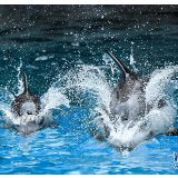 珠海长隆海洋王国三头新生太平洋白边海豚宝宝首次亮相