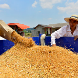 丰收抢收、惠农利农、优质优价——2019年全国夏粮收购三大亮点