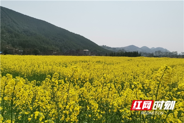 新田骥村镇：“红黄绿”勾勒乡村振兴风景线