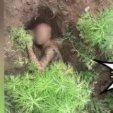 偷车贼不会开车，翻车后这样躲避追捕……警察都气笑了