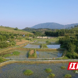 新田：种绿色水稻 养生态甲鱼