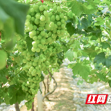 各色水果给夏天增点“甜” 绘就乡村振兴美图景