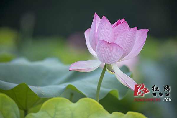 红网时刻永州7月4日讯（东安分站记者 严洁）盛夏时节，东安县新溪荷园的千亩荷花千姿百态。