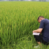 冷水滩：开展直通式气象服务早稻田间管理