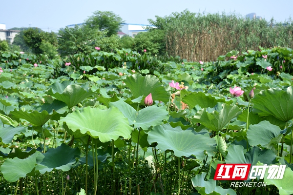 湖南湘潭莲城图片