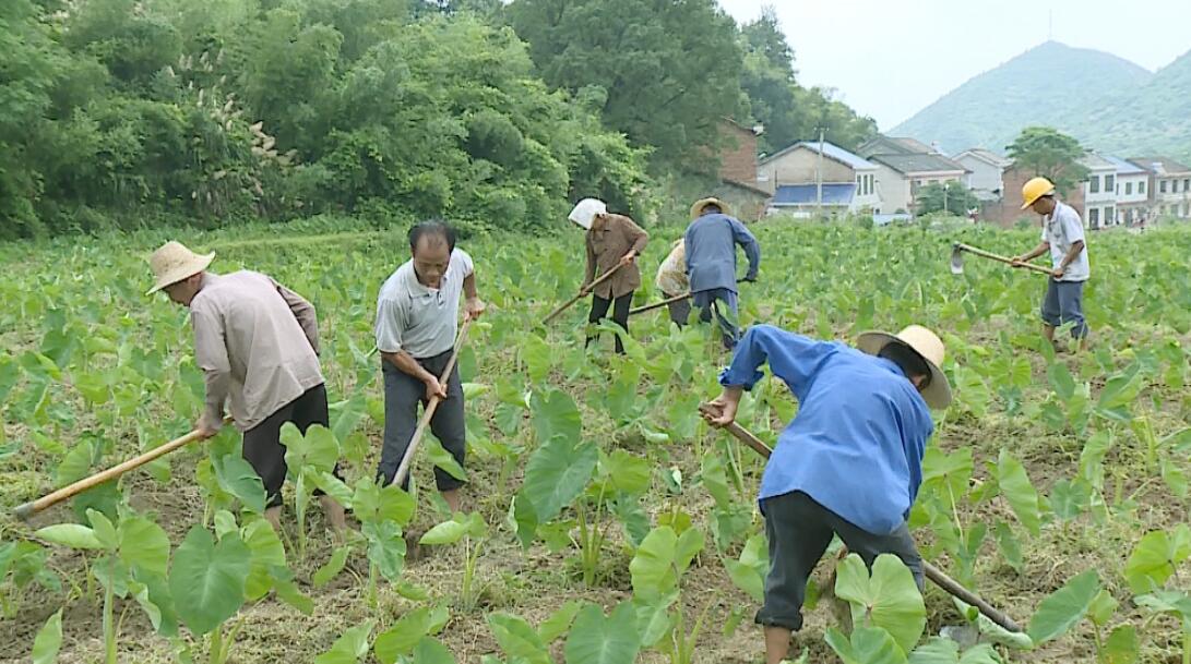 芋头.jpg