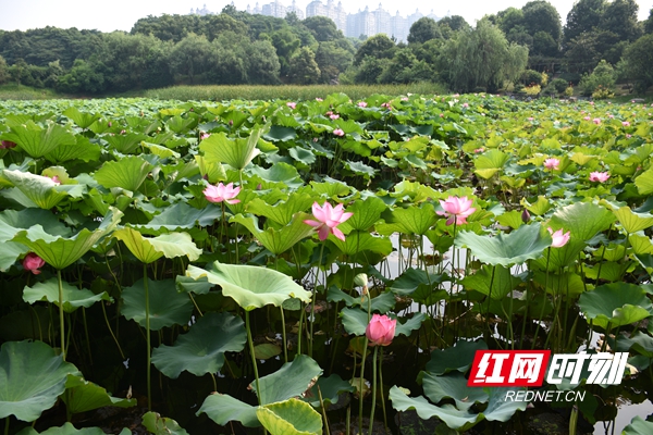 湖南湘潭莲城图片