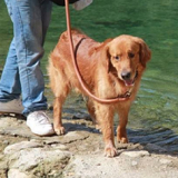 长沙一家医院半年接诊狗咬伤患者六千多人次 专家提醒文明养犬