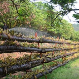 零陵：发展林下经济 做大“绿色GDP”