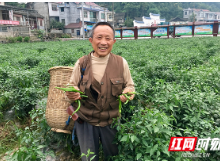 慢火车下的村庄④丨走果蔬专业之路 麻阳5.5万人摘掉“贫困帽”