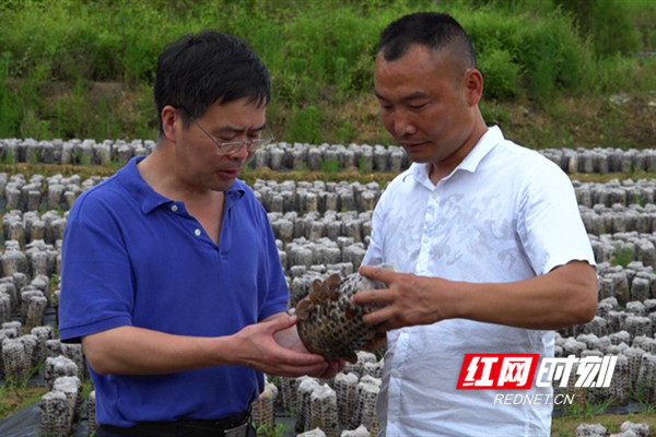 陈爱兵（右）与驻村工作队队长胡昌华（左）一道查看木耳产业基地情况。.jpg