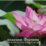 二十四节气大型纪录片《四季中国》 | 第十一集 小暑