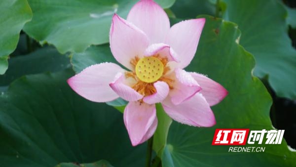 　　红网时刻永州7月8日讯（通讯员 郑群）接天莲叶无穷碧，映日荷花别样红。