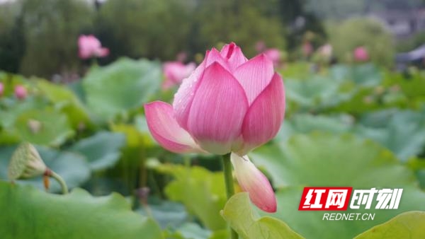 　　7月7日下午，新田县三井镇谈文溪村的上百亩荷花竞相盛开，如出水芙蓉，清香远溢。