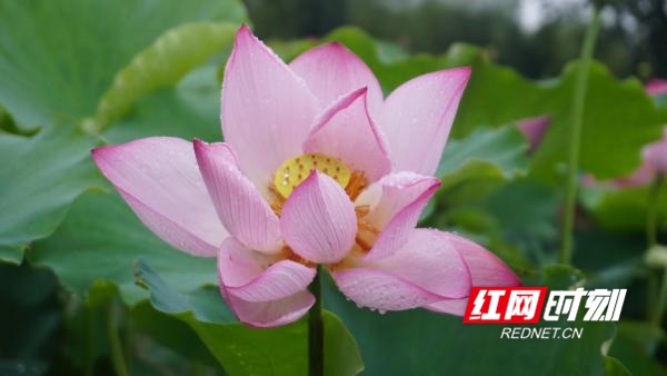 　　雨后荷塘里荷花绽蕾盛开，在一片清脆碧绿中显得格外娇艳鲜红。