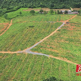 零陵：油茶林中套种西瓜喜获丰收