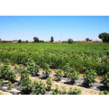 【决战脱贫攻坚 决胜全面小康】甘肃镇原：特色农业助脱贫 菊花铺就致富路！