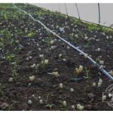 看！一公里的产业路如何让河北村华丽转身