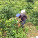 【决战脱贫攻坚 决胜全面小康】金银花里藏金银——石朝乡的脱贫致富路