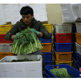 固原姚磨村：冷凉蔬菜让老百姓日子过得红红火火