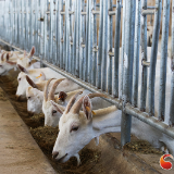 【决战脱贫攻坚 决胜小康社会】甘肃镇原：奶山羊引领贫困户走上“羊光大道”