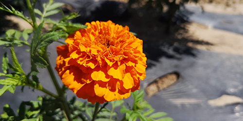 当地田间绽放的万寿菊 康彦龙/摄