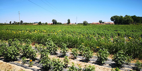 孟坝镇万亩万寿菊种植基地 康彦龙/摄