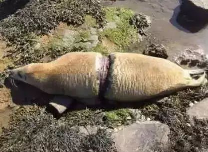 1562493224300350.jpg?x-oss-process=style/w10