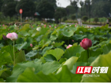 村村向上⑬ | 益阳高新区：智慧入清溪 谱写山乡巨变新篇章 