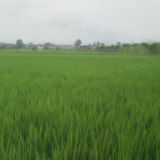 浏阳首个高产农业服务中心揭牌