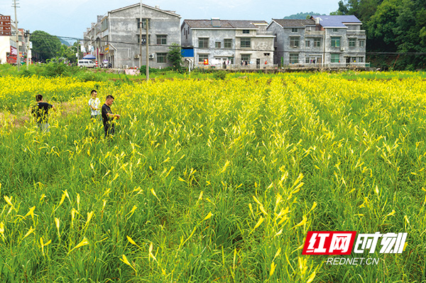 08版时政镇村_未命名-1.jpg