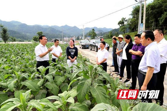 叶红专在龙山县大安乡考察烤烟产业 摄影 胡域