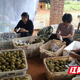 新田：农产品“触网”跳出农门