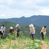 太行山，脱贫攻坚鏖战酣！