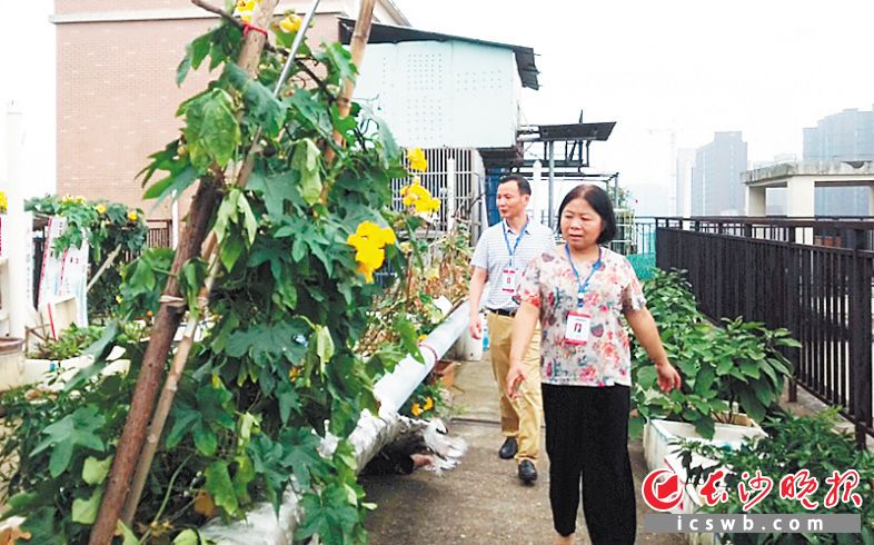 　　网格长来到楼顶查看种菜情况。长沙晚报通讯员 陈卫 供图