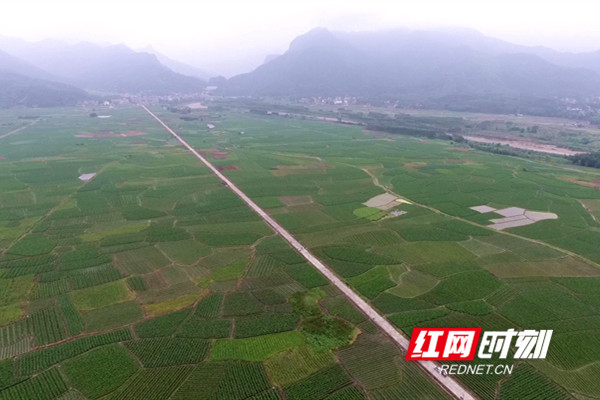 源口瑶族乡源口社区香芋种植基地。.jpg