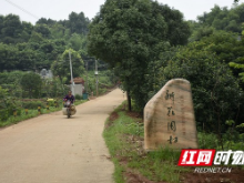 村村向上⑮｜资阳新花园村：念好苗木种植“致富经”