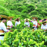 农旅融合让三湘盛开“致富花”