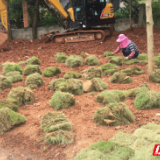 黄土换“绿衣” 美了出行路悦了居民心