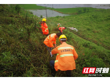 天元区80余名园林工人奔赴抗洪一线清除河堤草