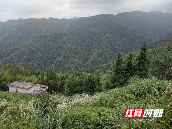 椒林村地处雪峰山深处，群峦叠嶂。.jpg