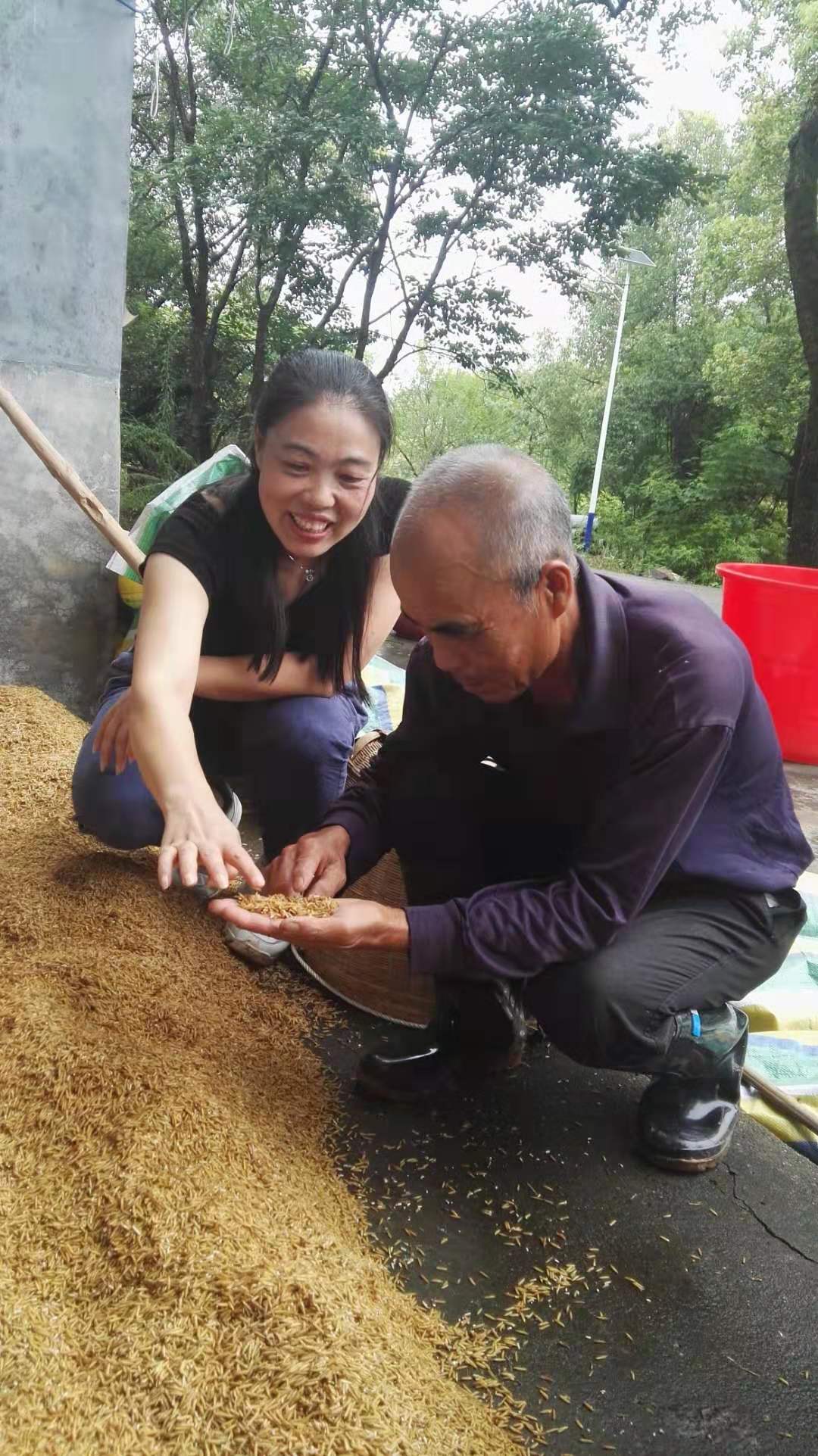 农艺师丁紫霞指导农户补种的水稻种子催芽.jpg