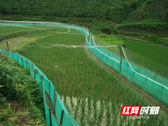 椒林村鱼蛙稻基地。.jpg