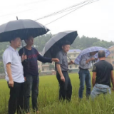 稻穗遭受大暴雨 中华财险服务到田间