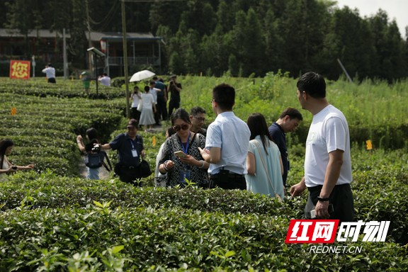 华莱茶园是安化县产业扶贫示范基地，地处风景秀丽的安化县江南镇马路新村。