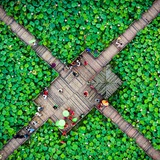 怀化麻阳：夏日荷花惹人醉