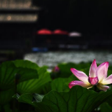 济南大明湖荷花美