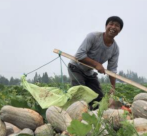 大通湖北洲子镇：多样“立体”套种  鼓起贫困户“钱袋子”