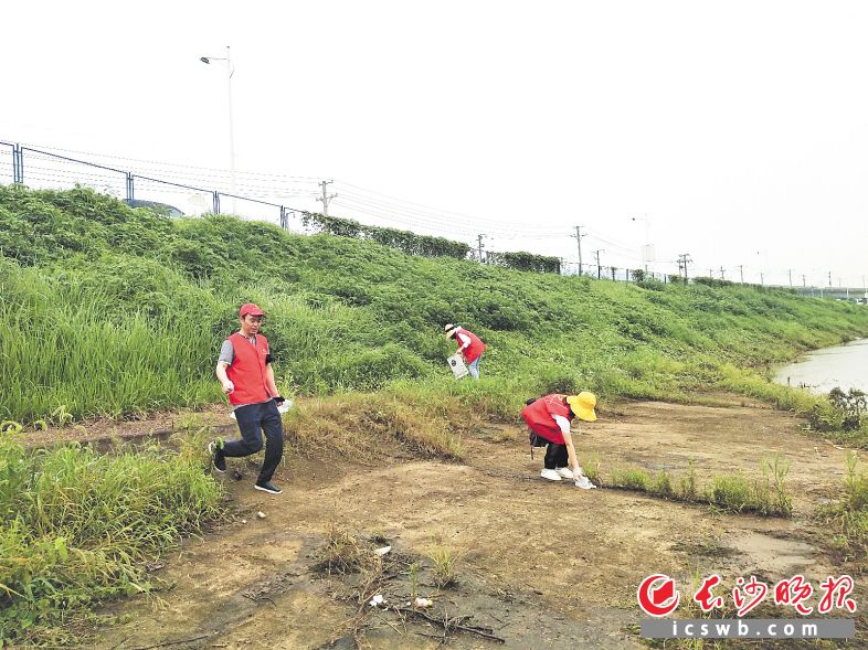 　　体育新城社区的党员和志愿者在浏阳河边清理白色垃圾、枯枝和杂草。　　长沙晚报通讯员 杨小梅 摄